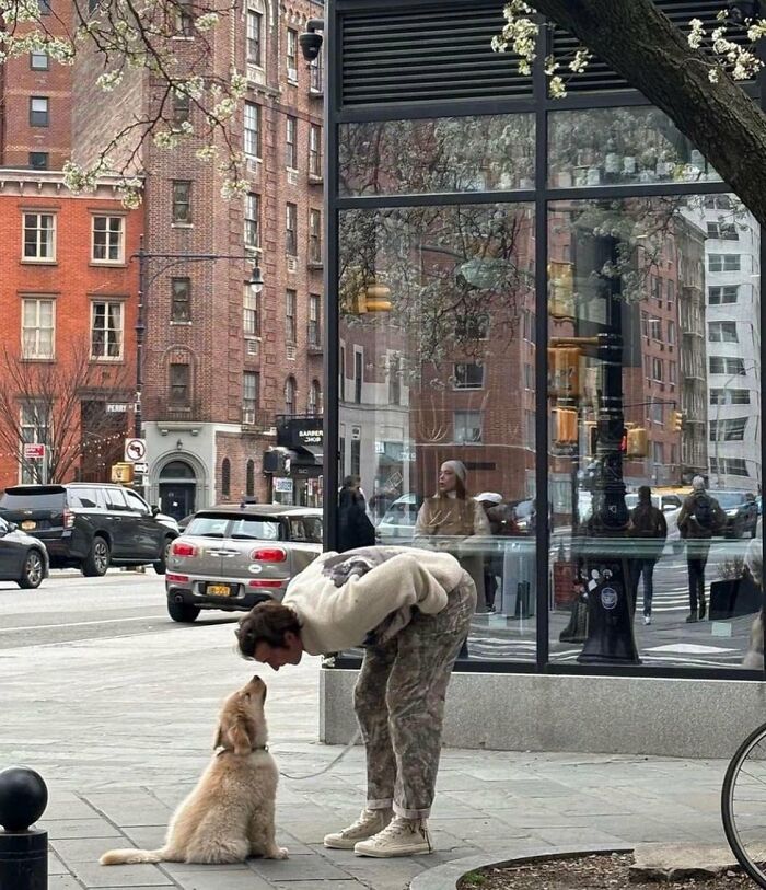 A man bends down to greet a golden retriever puppy on a city sidewalk, a heartwarming scene of silly animals.