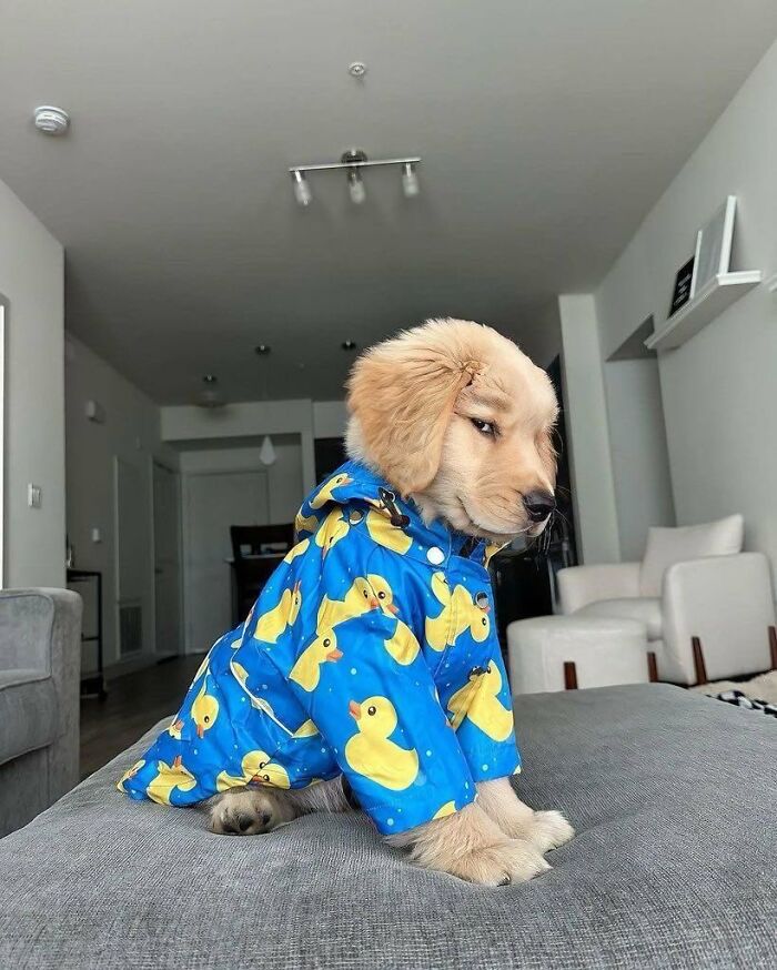 A golden retriever puppy sits on a couch wearing a blue raincoat with yellow ducks, highlighting silly animals.