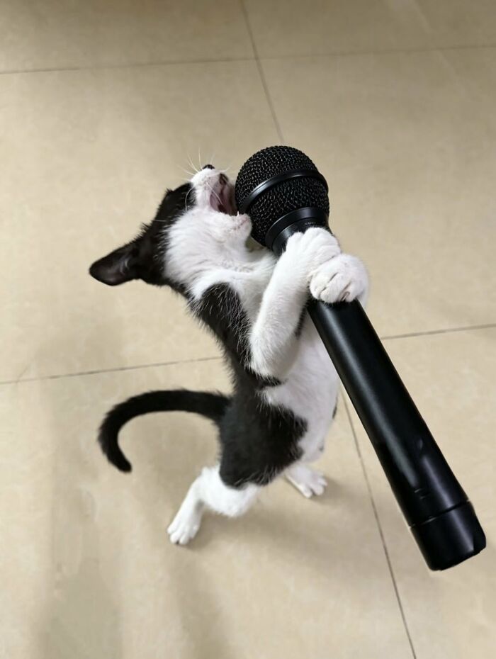 A silly animal, a black and white kitten, stands on its hind legs, holding a microphone and appearing to sing.