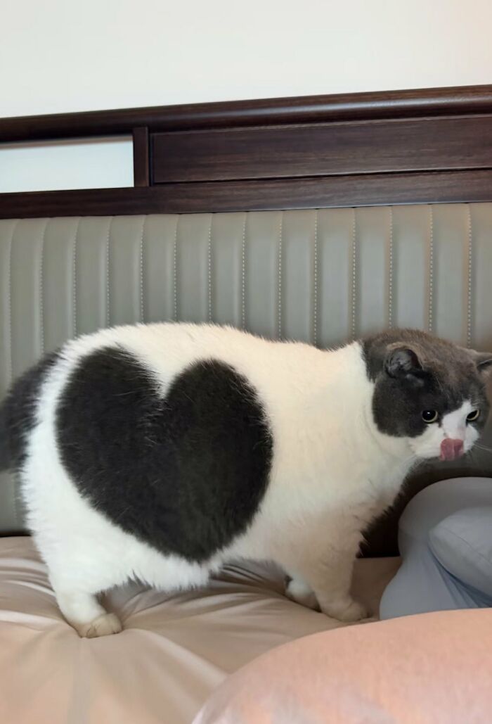 A silly animal, a white cat with a large black heart shape on its side, licks its nose.