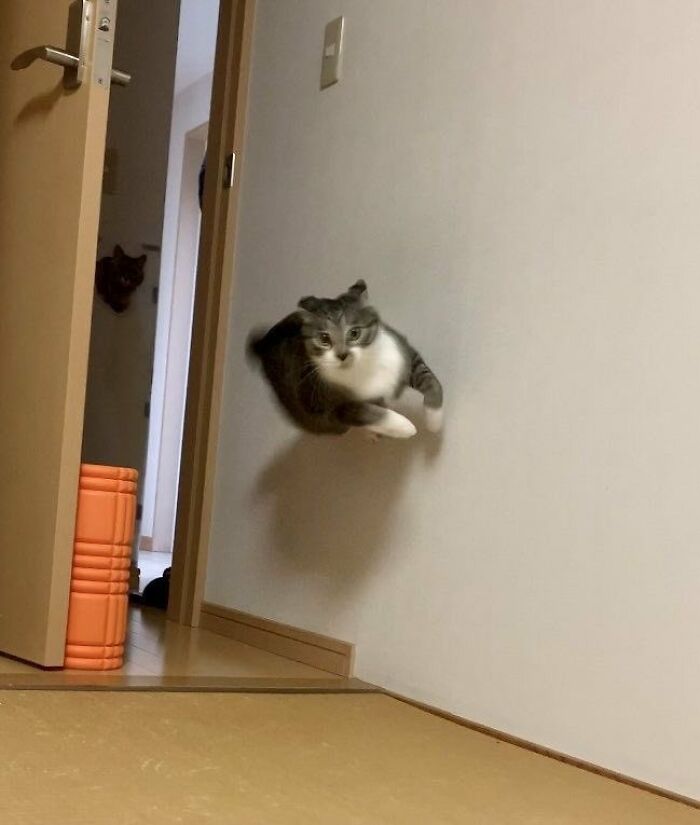 Floating cat, a silly animal, mid-air in a room, displaying playful agility.