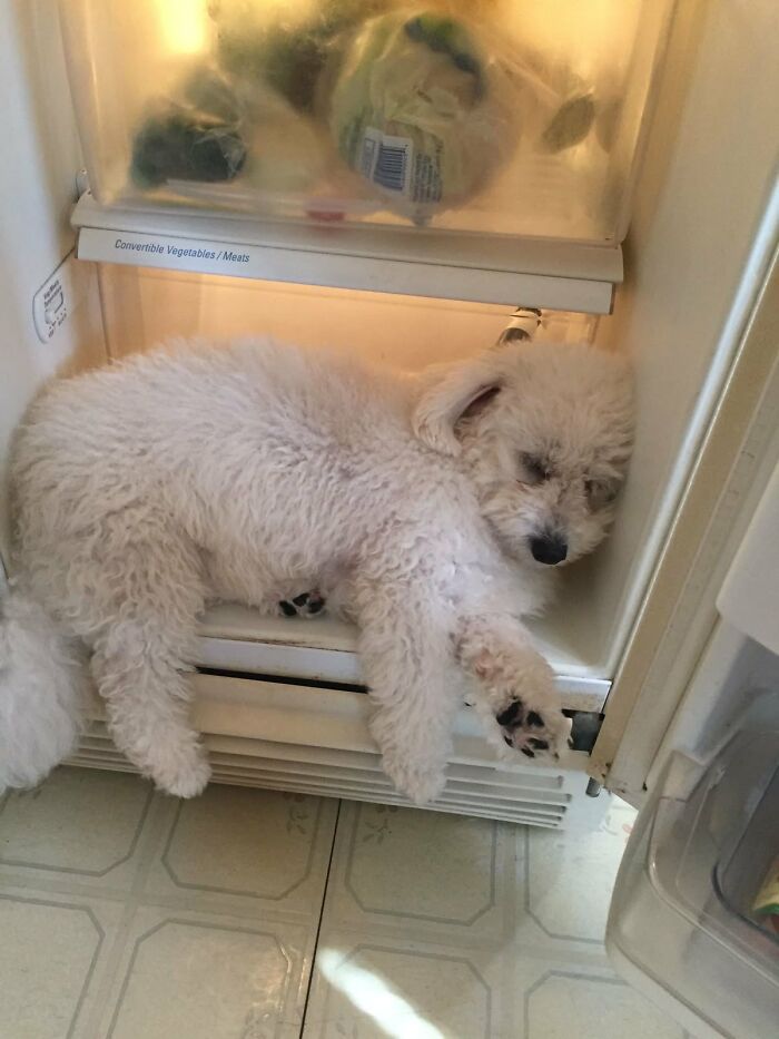 Fluffy dog, a silly animal, fast asleep inside a refrigerator, keeping cool.