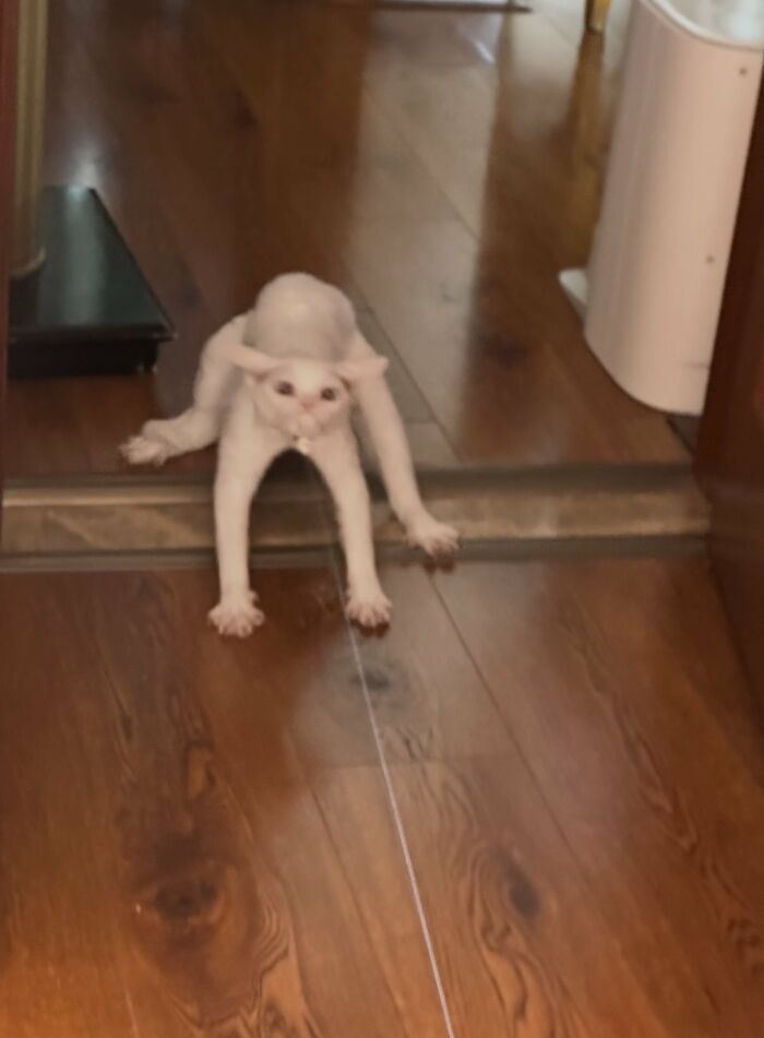 A silly animal, a white cat, crawls low to the ground with its body stretched out on a wooden floor.