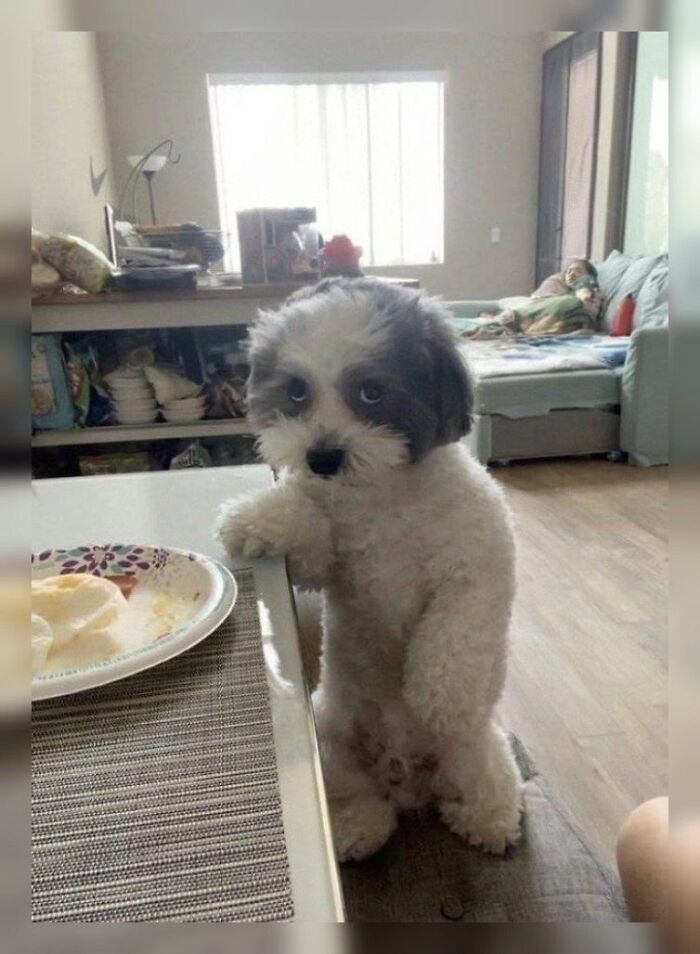 A small silly animal, a black and white dog, stands on its hind legs at a table, looking guilty.