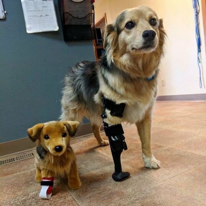 A silly animal, a medium-sized dog with a prosthetic leg, stands next to a small plush toy version of itself.