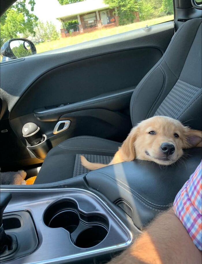 A cute silly animal, a golden retriever puppy, peeks over the car seat in a vehicle.