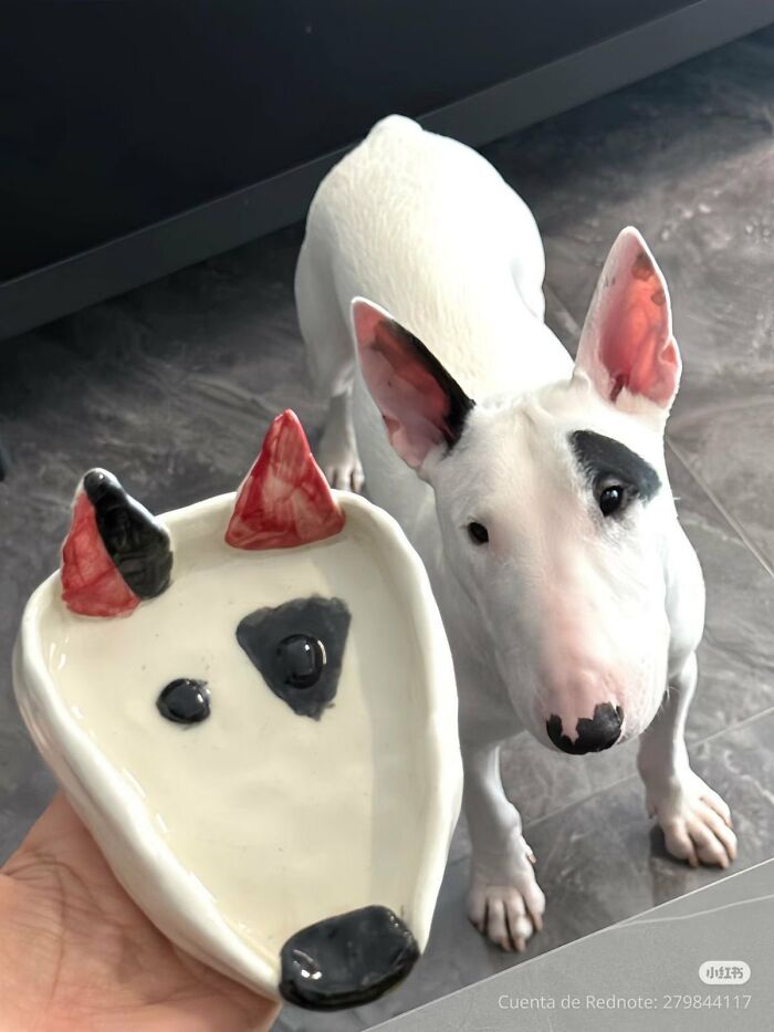 A silly animal, a white bull terrier dog, looks at a small ceramic dish shaped like its face.