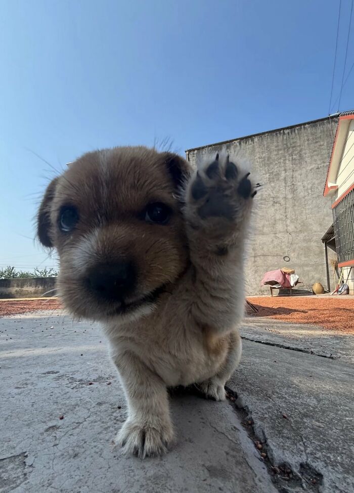 A close-up of a small, brown silly puppy waving its paw, looking directly at the camera with big innocent eyes. These silly animals bring joy.
