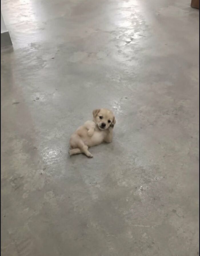A small, light-brown puppy, a silly animal, lies on its back on a concrete floor with paws in the air.