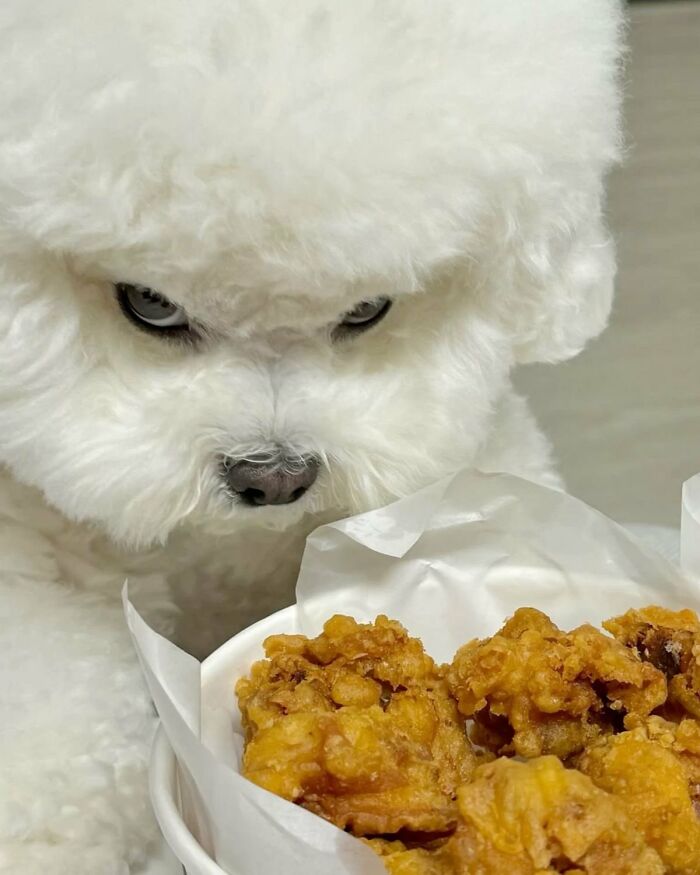 A fluffy white dog with an angry expression, a silly animal, glares at a bucket of fried chicken.