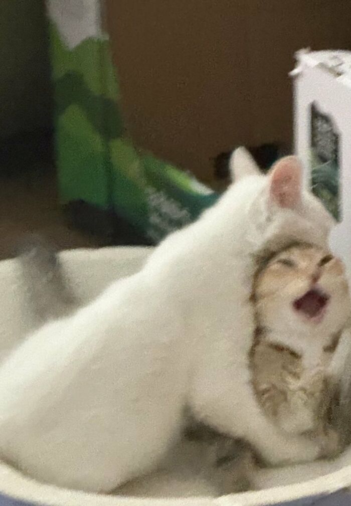 A blurry image of two silly animals, cats, playing; one white cat is on top, and another cat below appears to be meowing or shouting with a wide open mouth. These silly animals are amusing.