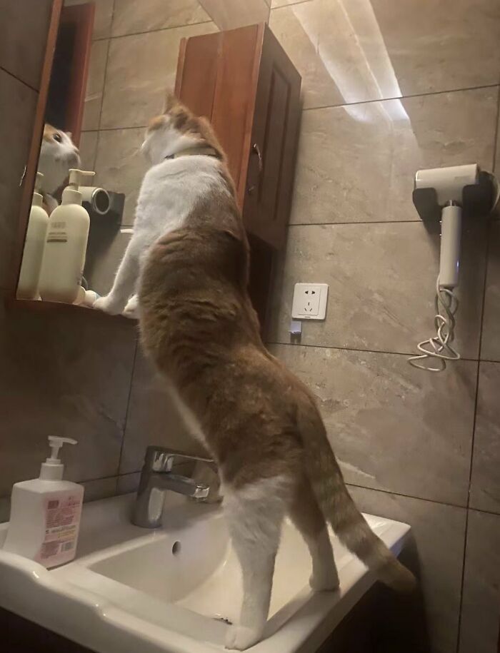 A silly animal, an orange and white cat, stands on its hind legs on a bathroom sink, looking into a mirror.