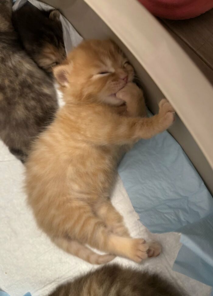 An adorable silly animal, a tiny orange kitten, sleeping soundly and looking very sweet.
