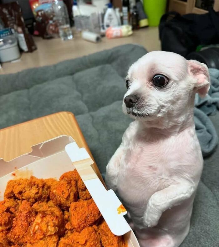 A silly white animal, a small dog, stands on its hind legs, gazing intently at a box of fried chicken.