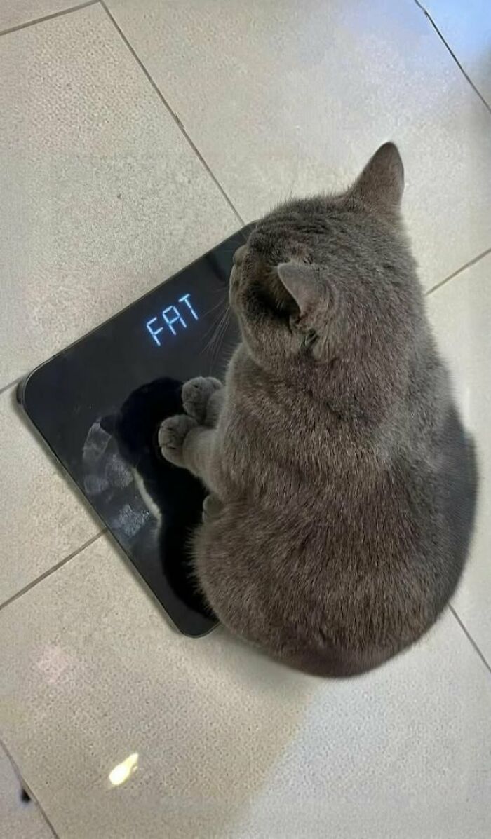 A silly animal, a gray cat, sitting on a scale that displays the word 'FAT'. A funny animal picture.