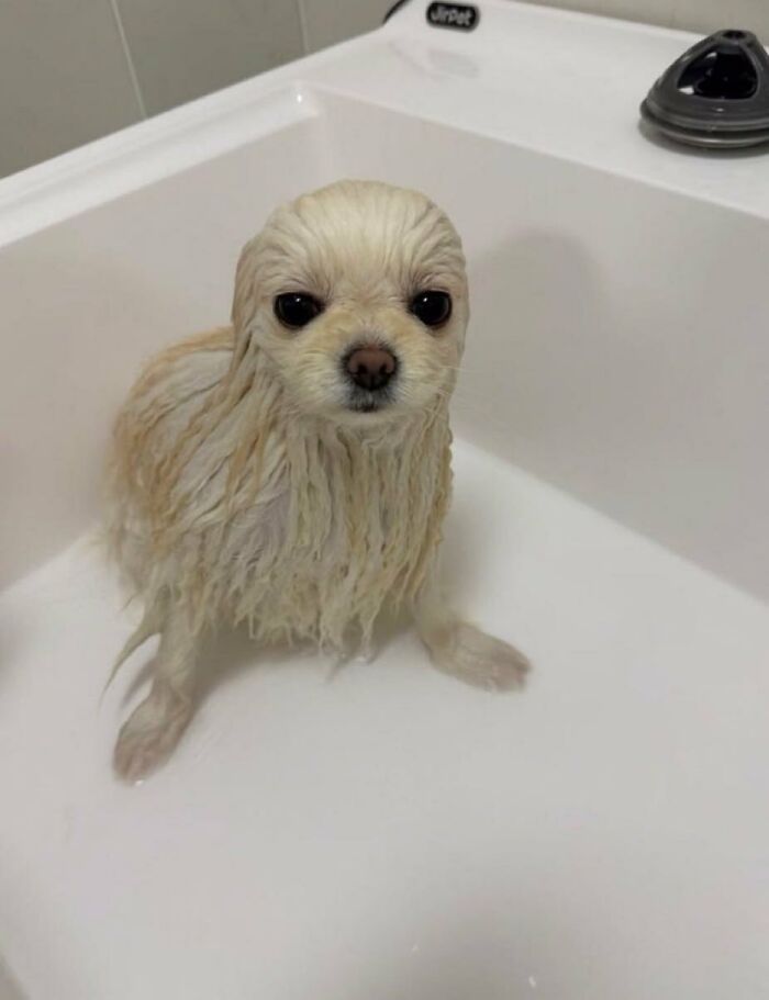 A silly animal, a wet white dog, sits in a bathtub, looking like a seal with its fur plastered down.