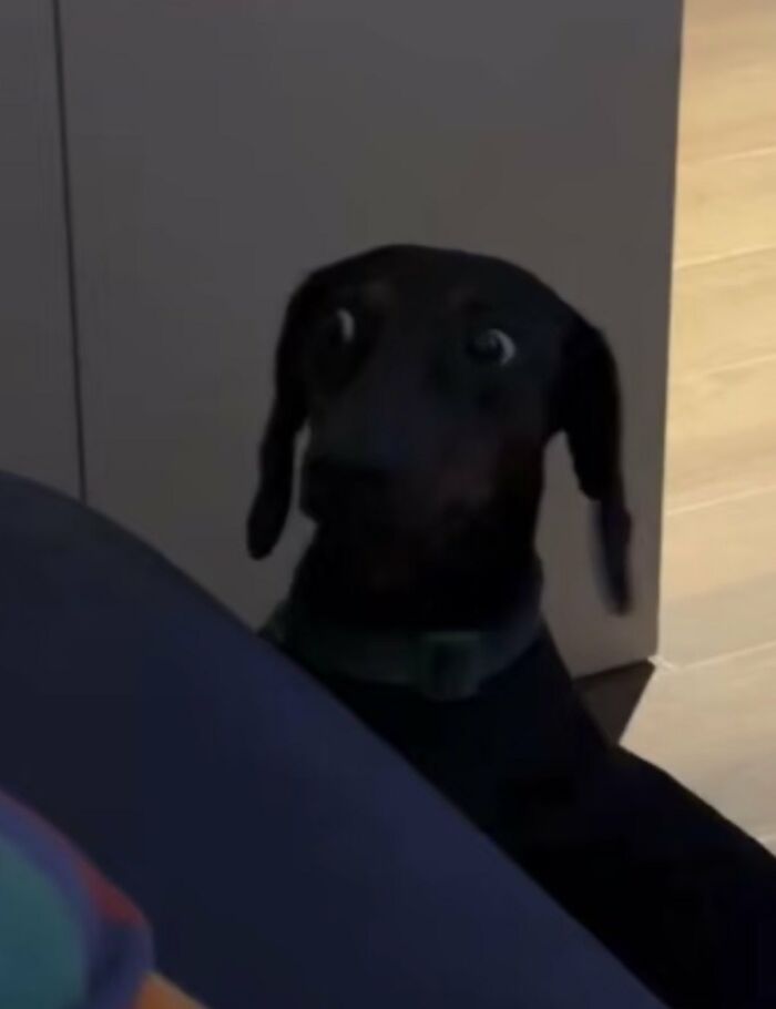 A silly animal, a black dachshund dog, looking wide-eyed and surprised. A funny animal picture.