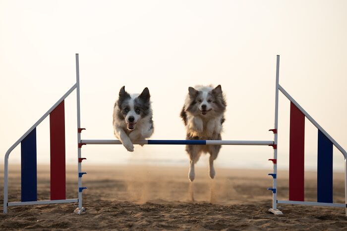 Two dogs jumping over an agility hurdle on a beach, a dynamic entry from the International Pet Photography Awards.