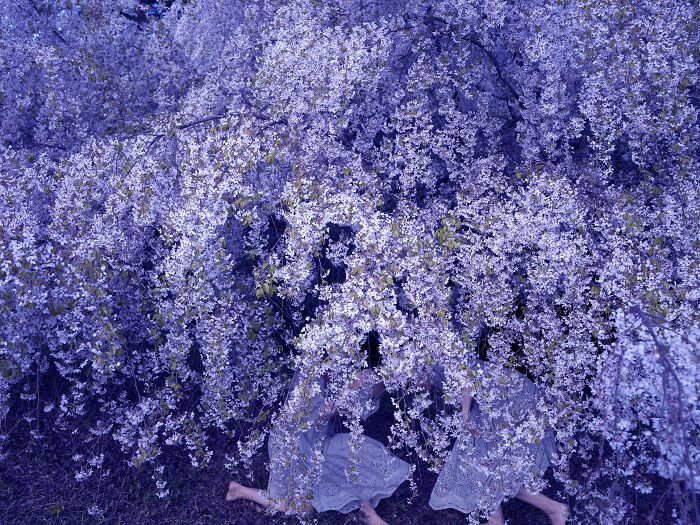 Two people crouching under purple-tinted flowering branches, forming a surreal photo scene.