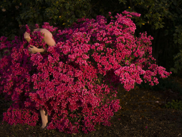 A person partially hidden in a vibrant pink flower bush, creating a surreal photo.