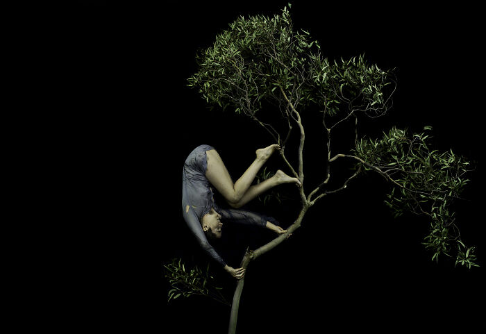 A flexible person is inverted, delicately balanced on a tree branch, creating surreal photos against a dark background.