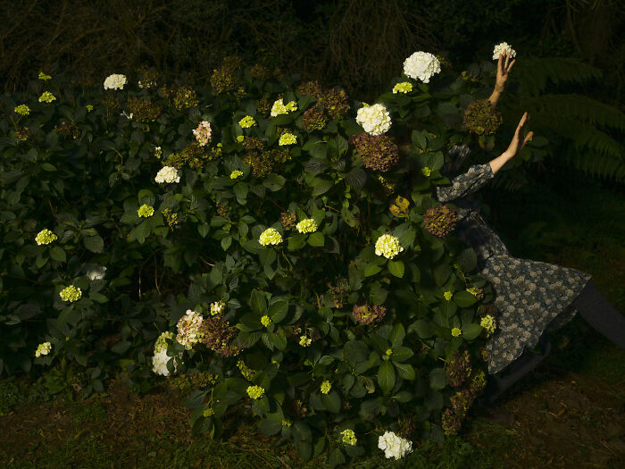 A woman is partially hidden within a hydrangea bush, reaching up, forming surreal photos with flowers and leaves.