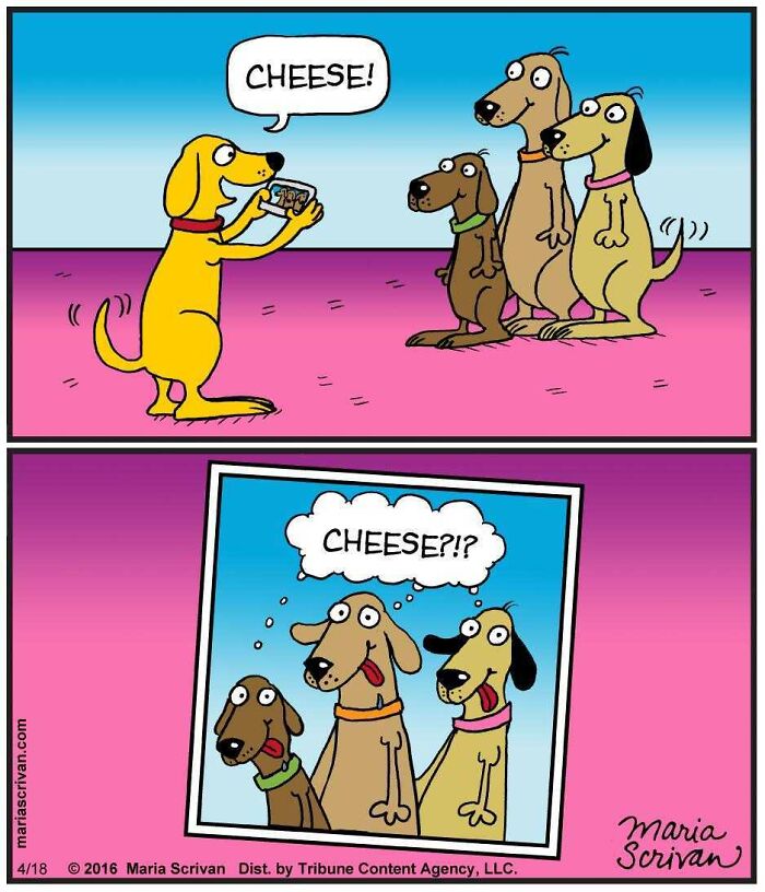 One dog takes a photo of three other dogs, exclaiming If You Have A Dog: Cheese! The bottom panel shows the photo with the dogs asking, Cheese?!?