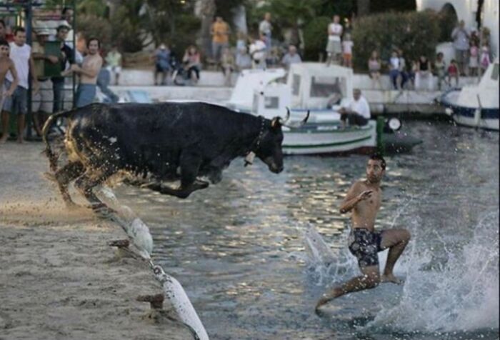 Hilarious photo of a bull jumping over a man in water, moments before disaster.