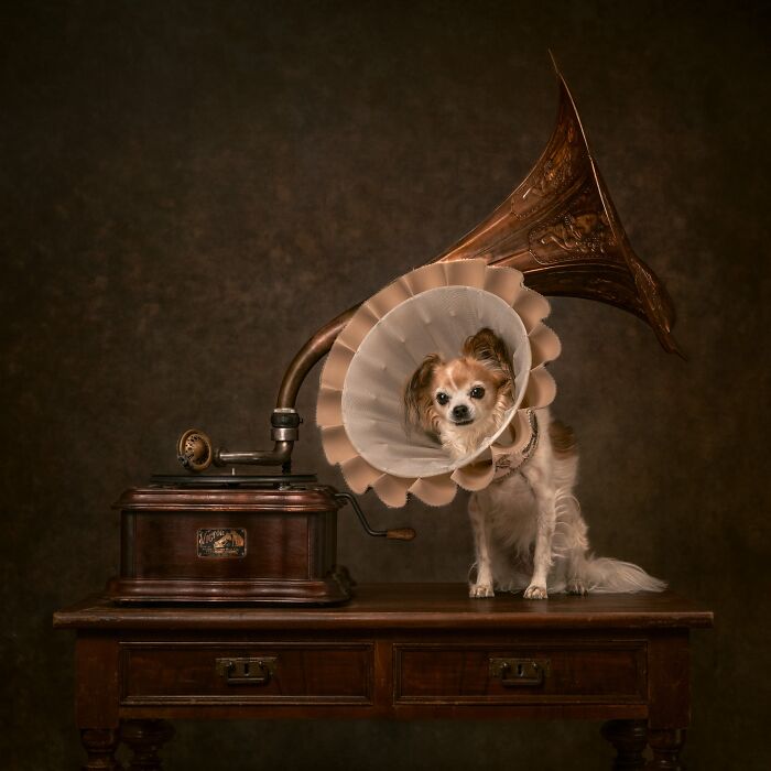 A small dog wearing an Elizabethan collar sits beside an antique gramophone on a wooden table, from International Pet Photography Awards.