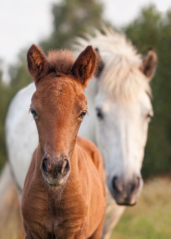 A cute brown foal looks directly at the camera with its mother out of focus in the background, a sweet pet photography awards portrait.