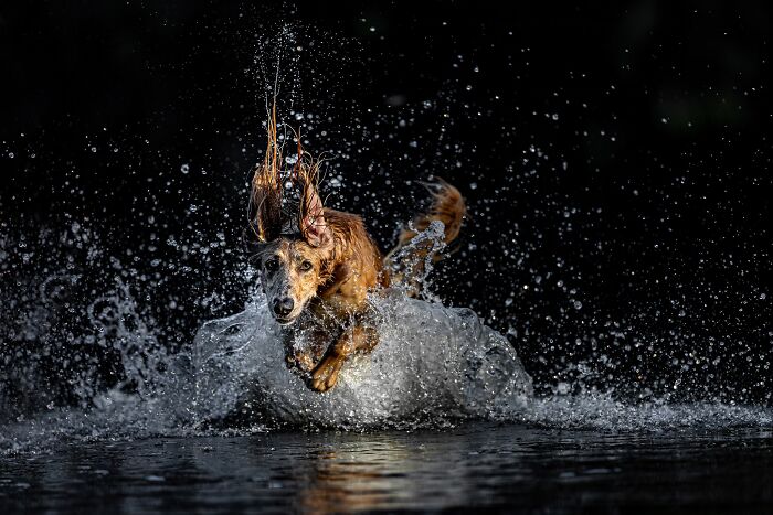 A long-eared dog shaking off water, creating a large splash against a dark background, a stunning pet photography moment.