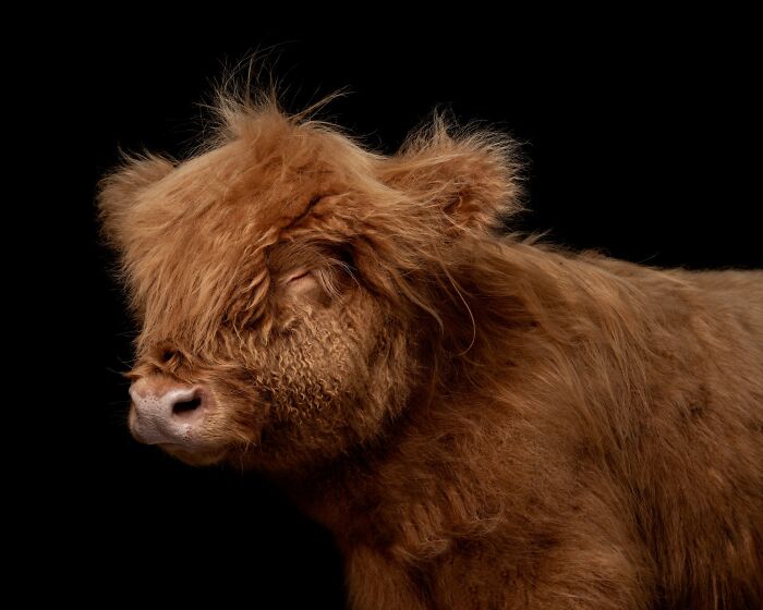 Close-up of a fluffy brown calf with eyes closed, against a black background, a winner of the Pet Photography Awards.