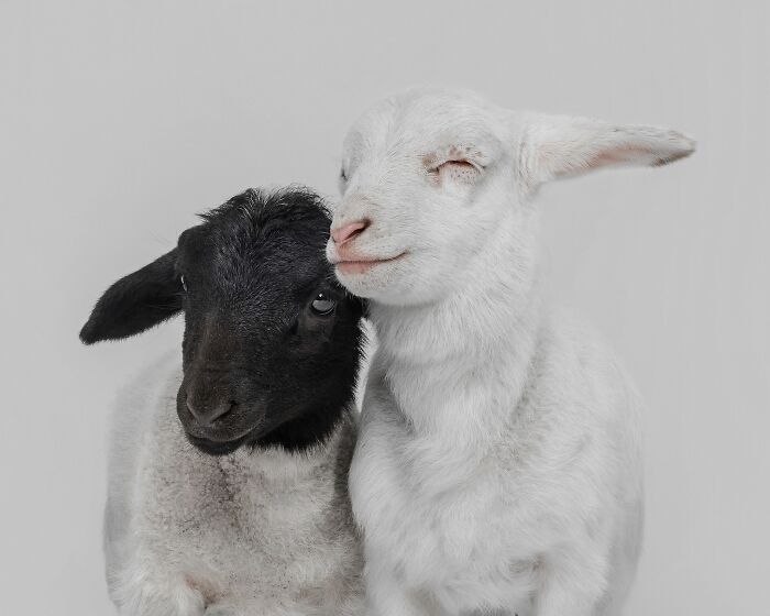 Two adorable lambs, one black and one white, snuggle together in heartwarming pet photography award entry.