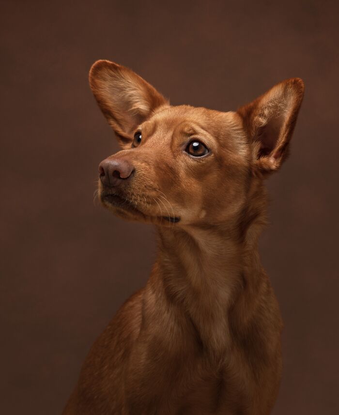 A close-up portrait of a brown dog with large ears, a favorite from the Pet Photography Awards.