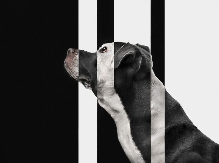 A dog's head in profile against a black and white striped background, for pet photography awards.