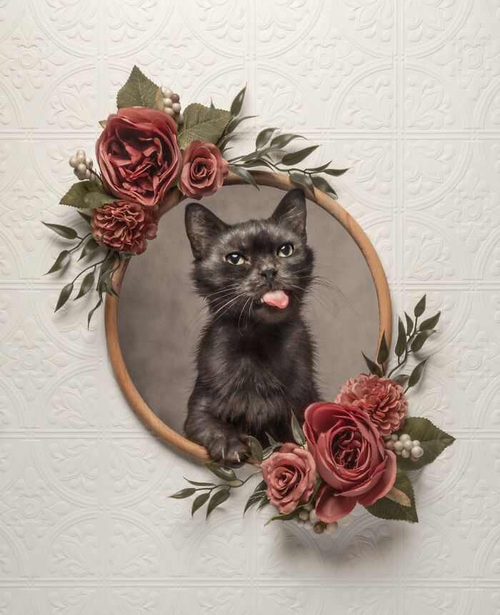 Black cat sticking out its tongue, framed by flowers, a favorite from the Pet Photography Awards.