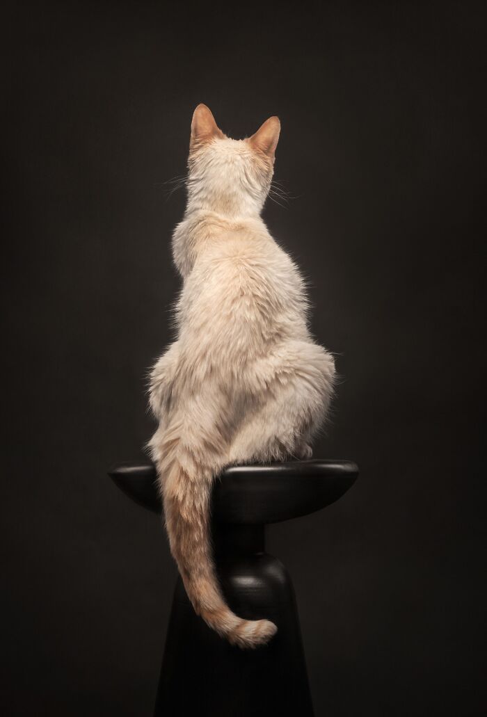 White cat with a long tail sitting on a stool, an artistic Pet Photography Awards image.