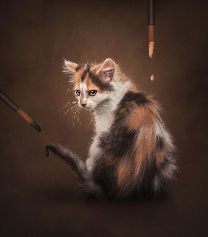 A calico kitten sits on a brown background, with paintbrushes and drops of paint, for pet photography awards.