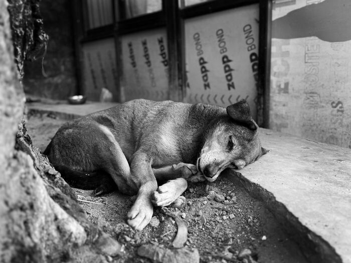 A sleeping street dog in black and white, one of the best images from the Pet Photography Awards.