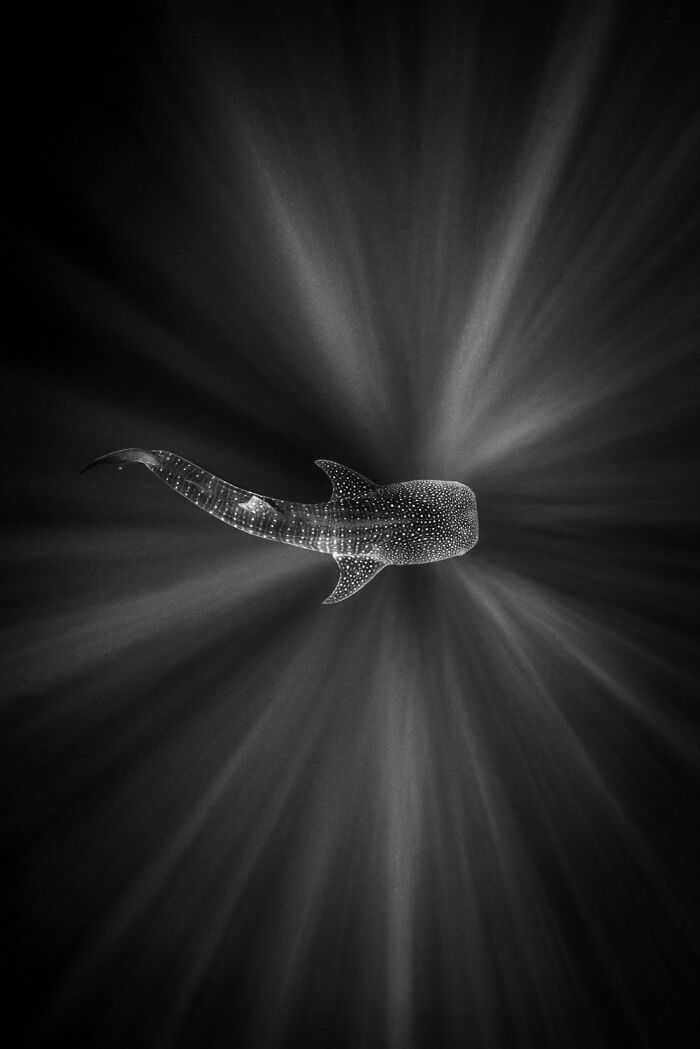 A majestic whale shark swims gracefully underwater, with beams of light illuminating its spotted body, a mesmerizing wildlife moment.