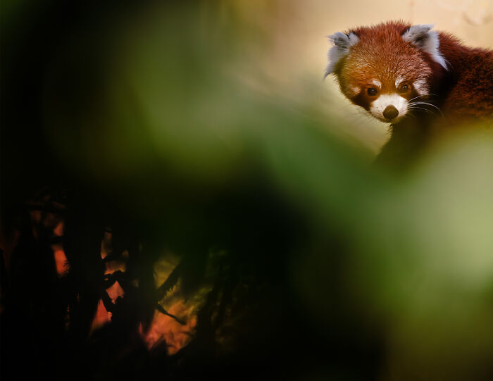 A red panda peeking from behind blurred green leaves in a mesmerizing wildlife moment captured by an award-winning photographer.