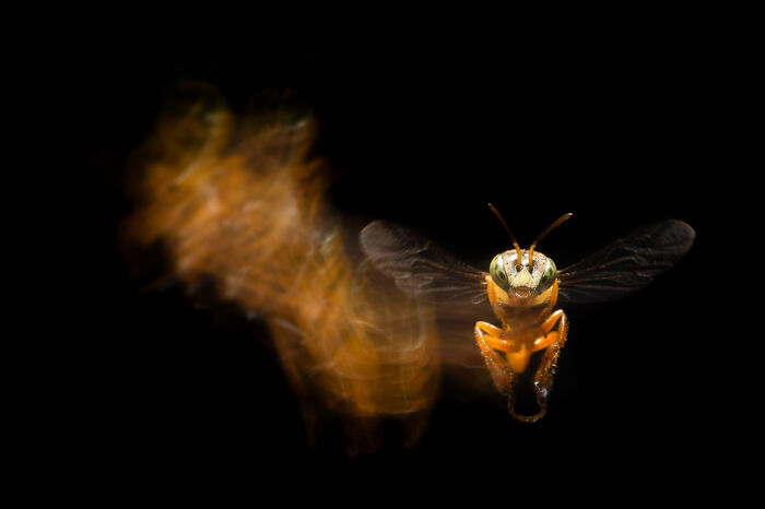 A bee in flight with blurred wing trails, a mesmerizing wildlife moment by an award-winning photographer.