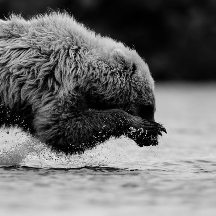 A grizzly bear runs through water, splashing, a mesmerizing wildlife moment in black and white.