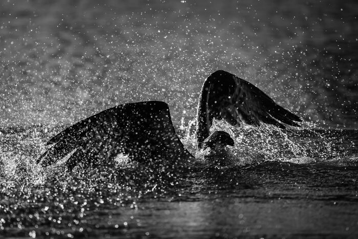 A bird splashes in water, wings spread, creating a mesmerizing wildlife moment in black and white.
