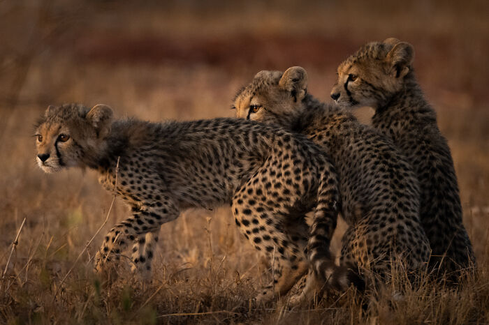 Three cheetah cubs crouch in tall grass, a mesmerizing wildlife moment captured by an award-winning photographer.