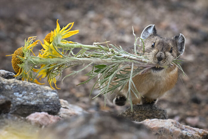 A pika carries large yellow wildflowers, a mesmerizing wildlife moment by an award-winning photographer.