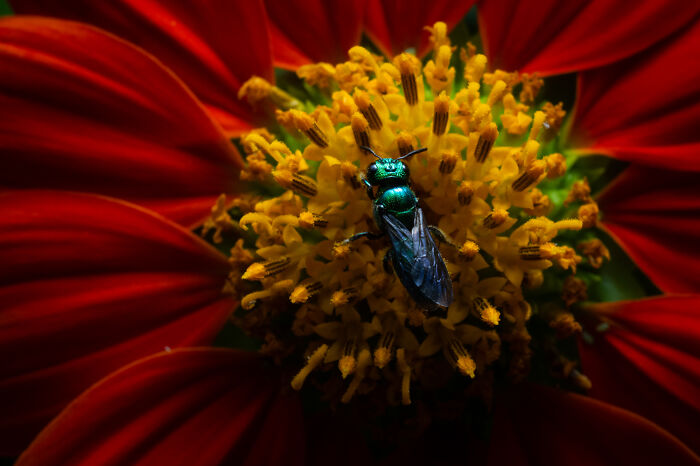 Award-winning photographer captures a close-up of a green insect on a flower in a mesmerizing wildlife moment.