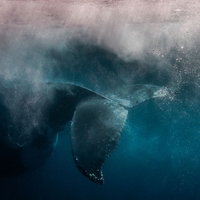 Award-winning photographer captures a mesmerizing wildlife moment of a whale's tail underwater.
