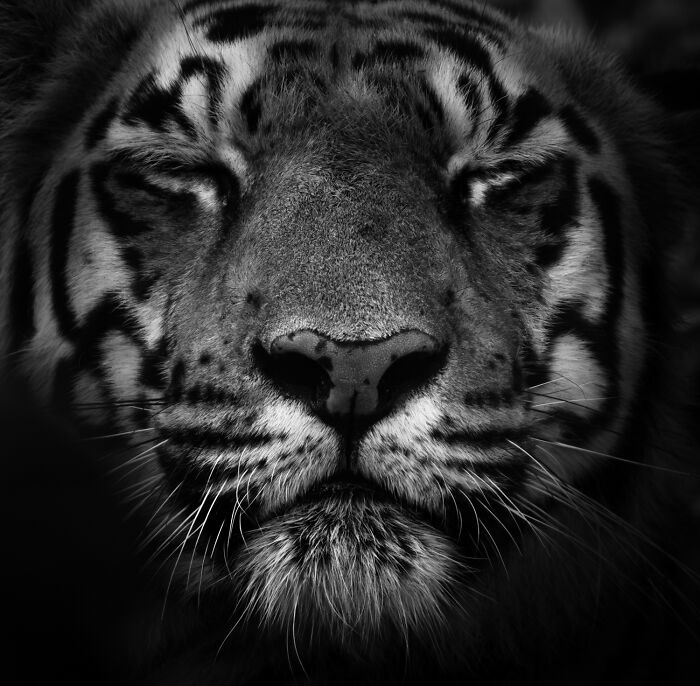 Close-up, black and white wildlife moment of a tiger's face by an award-winning photographer.