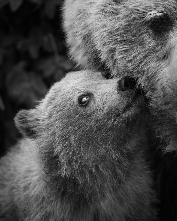Adorable black and white wildlife moment of a bear cub nuzzling its mother by an award-winning photographer.